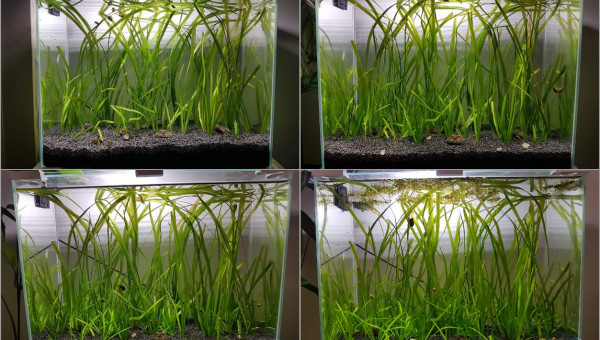 Évolution 15/06/19 au 07/09/19