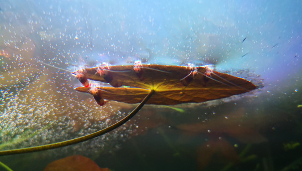 Crevettes attablées à une feuille de nymphéa :)
