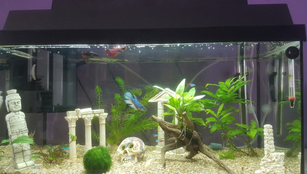 Mon aquarium du bas