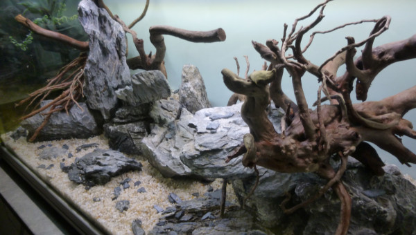 aquatlantis fusion 100