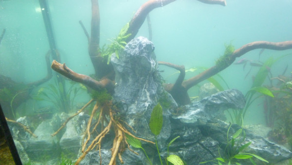 aquatlantis fusion 100