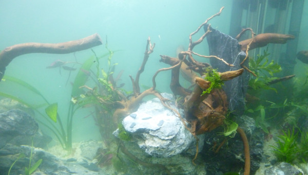 aquatlantis fusion 100