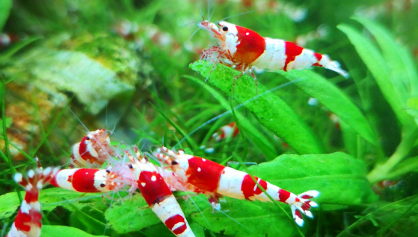 Quelques jolis spécimens :)