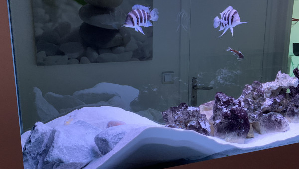 1 semaine après avoir ajouté des empierrements, mes cichlidés ont un peu revu la déco :-)..