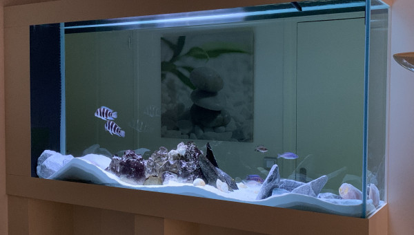 1 semaine après avoir ajouté des empierrements, mes cichlidés ont un peu revu la déco :-)..