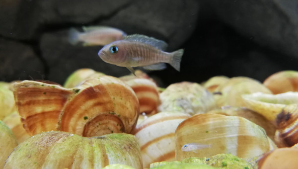 Neamprologus Multifasciatus