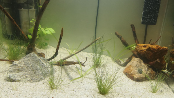 Mise en eau 55L Amazonien