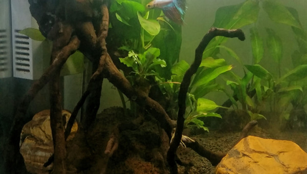 Ajout betta splendens crown tail