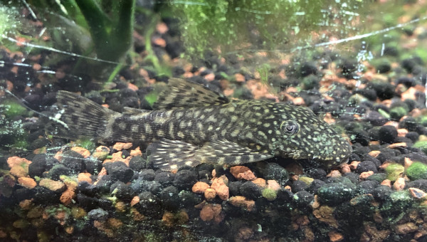 Photo de mon Ancistrus SP