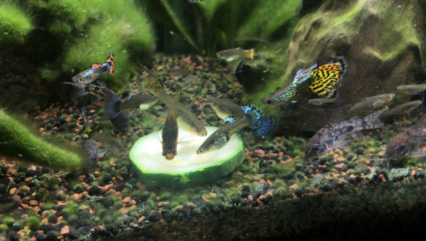 Mes Guppys et mes Corydoras