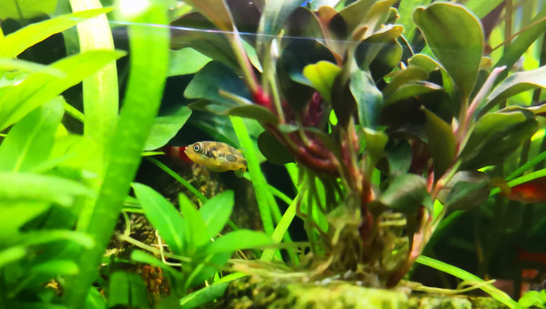 Monsieur... Avec ses petites rides bleues derrière les yeux