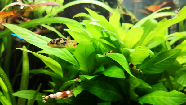 Tetraodon travancoricus