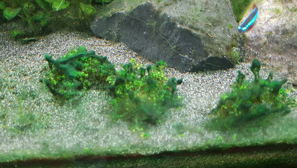 Cyano 3/3