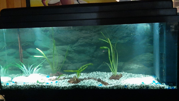 Nouvelle aquarium
