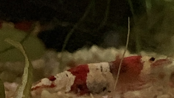 Red Crystal grainée