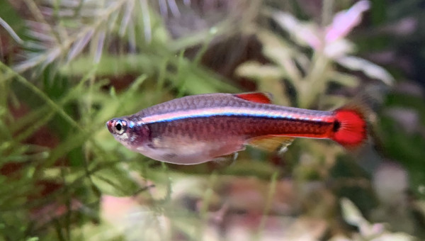 Tanichtys Albonubes