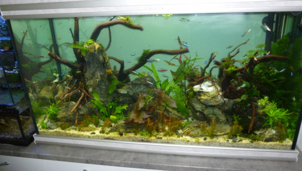 aquatlantis fusion 100