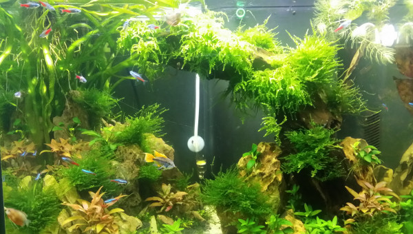 Ça pousse lentement mais ça pousse!!!