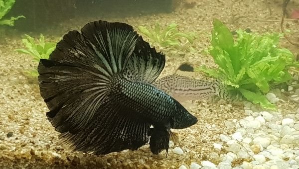 Harry mon Betta Splendens Shortail