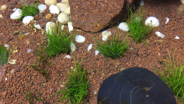 Bassin intérieur : Eleocharis sp Mini