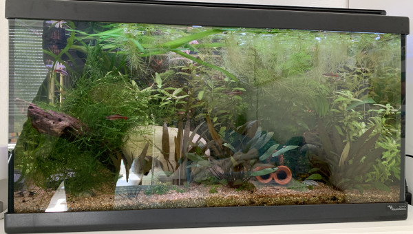 Update pour juvéniles