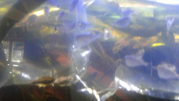 thoracocharax stellatus et moenkausia sanctafilomenae