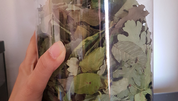 Ma collection de feuilles