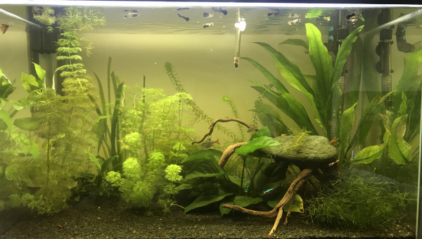 Bac communautaire 150L