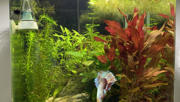 La technique du piqué-coulé  :)