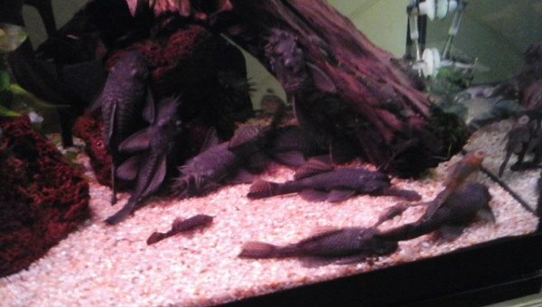 la famille ansistrus... à l'heure de la bouffe.