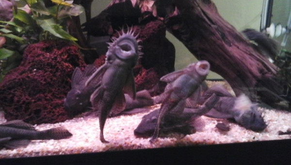 la famille ansistrus... à l'heure de la bouffe.