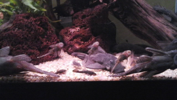 la famille ansistrus... à l'heure de la bouffe.