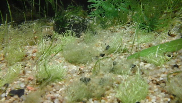 utricularia gramifolia dur dur