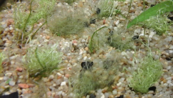 utricularia gramifolia dur dur