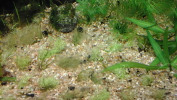 utricularia gramifolia dur dur