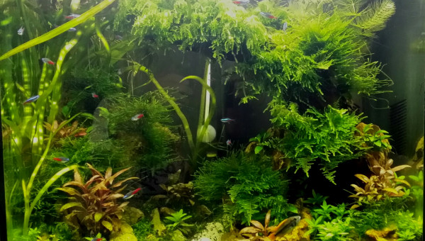 Ca pousse trop vite...... pour le bonheur des alevins