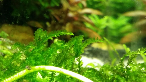 Naissance d'Apistogramma