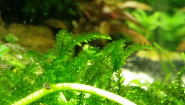 Naissance d'Apistogramma