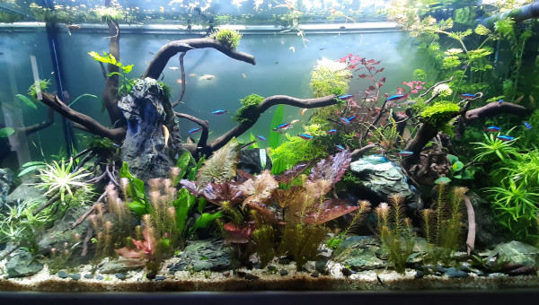 aquatlantis fusion 100