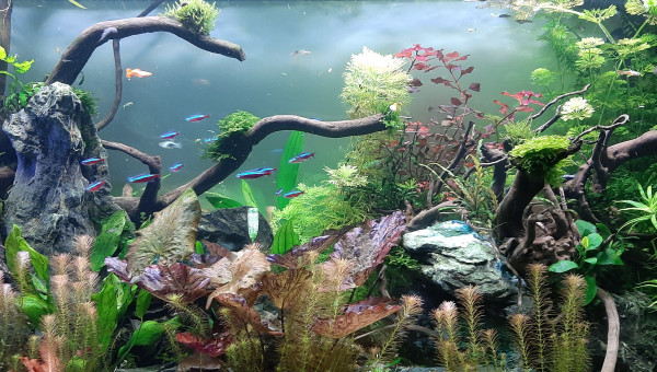 aquatlantis fusion 100