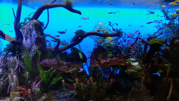 aquatlantis fusion 100