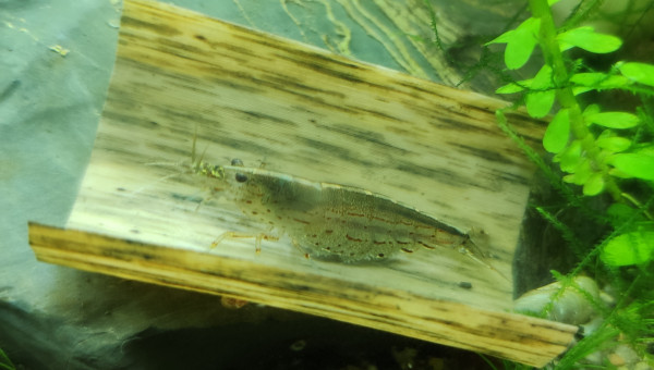 Nomnom la feuille de bananier