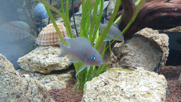 neolamprologus marunguensis