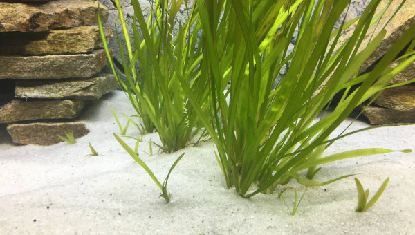 Reproduction vallisneria spiralis