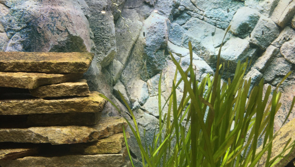 Fleur de vallisneria spiralis