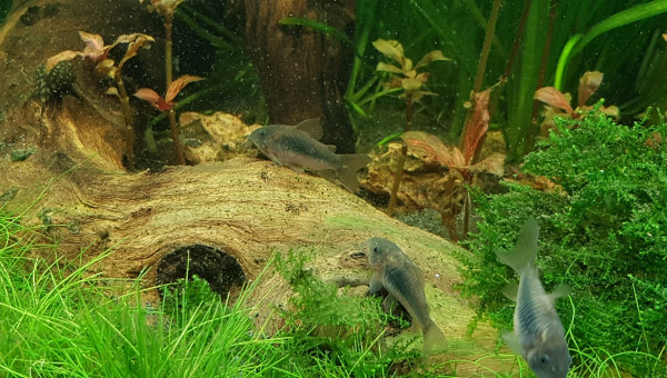 Corydoras