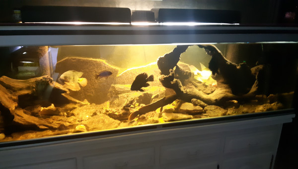 Aquarium cichlides americain