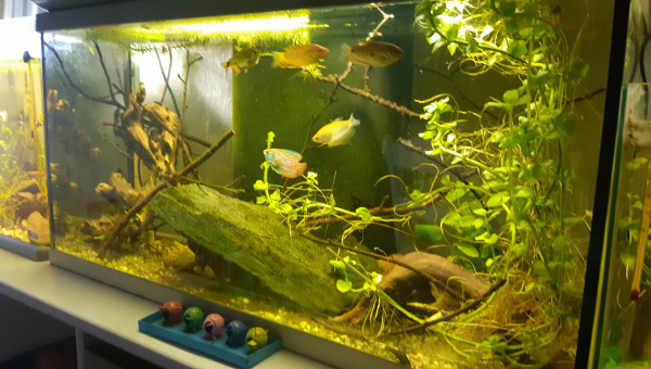 Aquarium gourami