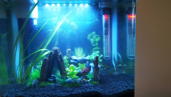 avant introduction des crevettes