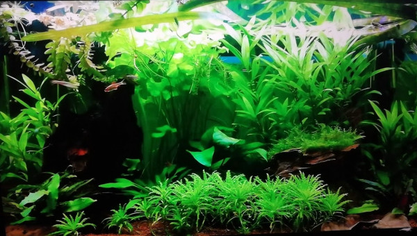 Projet aquarium déco